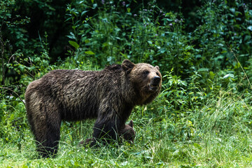 Fototapeta premium European Brown Bear with Cub in Woodland, Romania