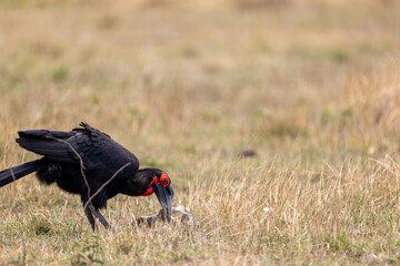 A southern ground hornbill lowers its head to pick up prey. Masai Mara National Reserve Kenya. © TheStorygrapher