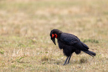 A southern ground hornbill lowers its head while foraging. Masai Mara National Reserve Kenya. © TheStorygrapher