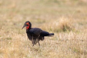A southern ground hornbill stands in profile on dry grassland. Masai Mara National Reserve Kenya. © TheStorygrapher