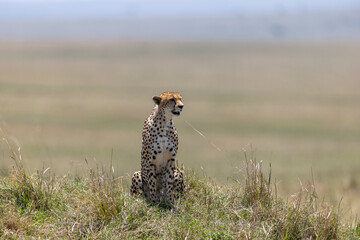 A cheetah sits upright on a grassy mound scanning the hazy open plains. Masai Mara National Reserve Kenya. © TheStorygrapher