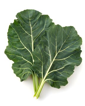 collard leaf pair natural vegetable isolated on white background