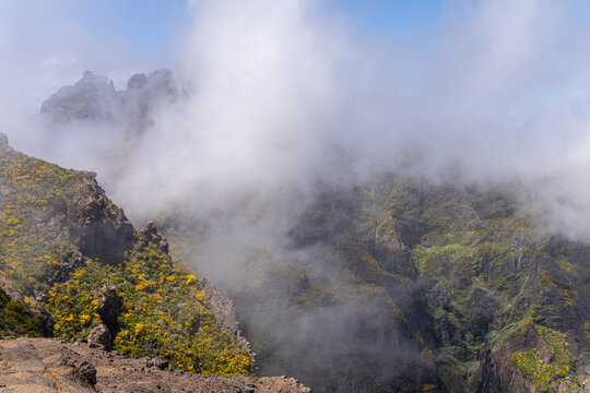 Clouds rising from a narrow valley with flowering broom (Cytisus scoparius) , Madeira Portugal