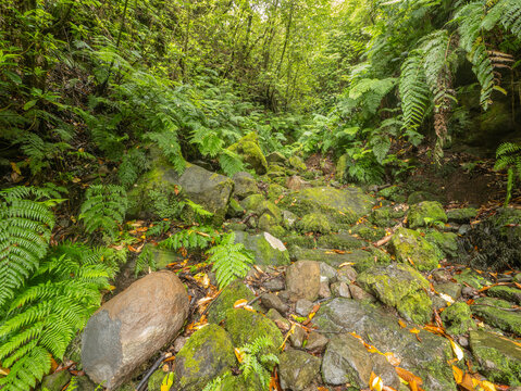 Lush vegetation of ferns and laurel trees along a dry riverbed, isle of Madeira Portugal