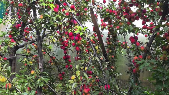 Abundance of ripe red and yellow plums growing on branches of plum tree in garden, close up view of delicious fruit ready for harvest