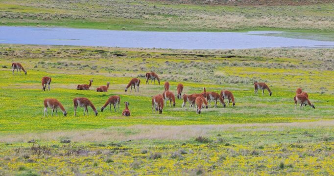 4K video; Spring in Patagonia; herd of Guanaco's (Lama guanicoe) grazing on grassland with yellow flowers, Patagonia National Park Chile
