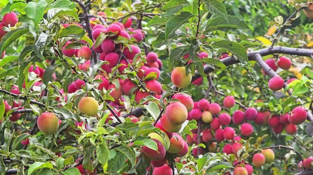 Close up view of ripe red and yellow plums hanging on tree branches with green leaves, depicting abundance of harvest season fruit in an orchard, ready for picking.