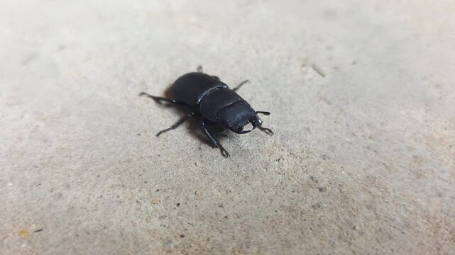 Black beetle close up on light color rough ground surface, insect macro photography with natural texture background, small bug wildlife portrait, animal detail