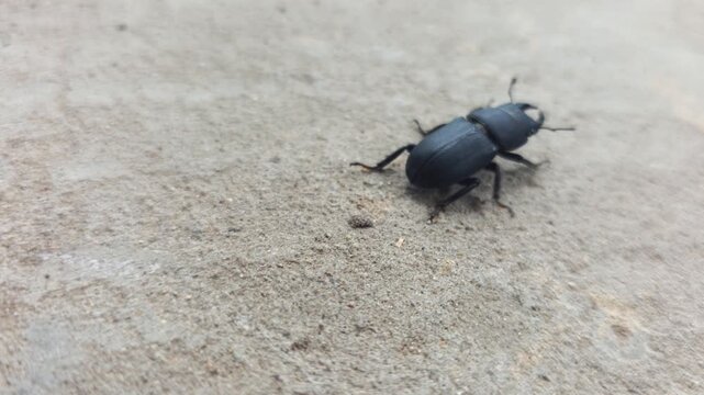 Black beetle walking on concrete ground outdoors during daytime, close up perspective showing intricate details of insect body and legs, natural environment setting and textured surface.