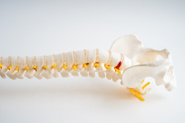 Naklejka premium Lumbar spine, spinal nerve and human back bone.