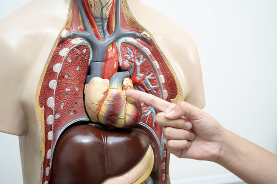 Student teenage learning anatomy biology with human body model in classroom at high school.