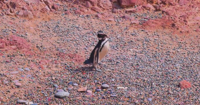 4K video; Magellanic penguin (Spheniscus magellanicus) walking on a pebble beach at the east coast of Argentina