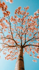 Fototapeta premium A tall tree with blooming pink flowers against a bright blue sky, upward view