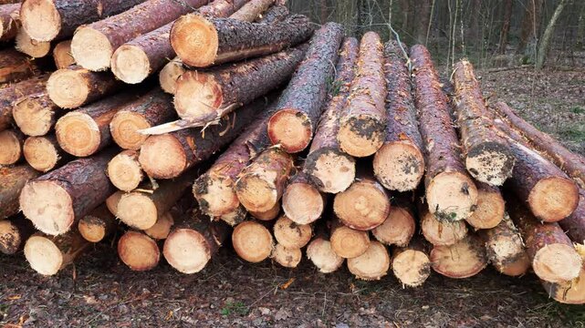 Large pile of freshly cut pine logs wood industry raw material forest ground logging site timber production natural resource forestry operation woodpile stacked logs tree trunks lumber supply woodland
