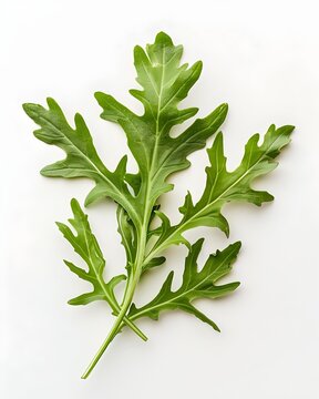 organic arugula leaves texture isolated on white background