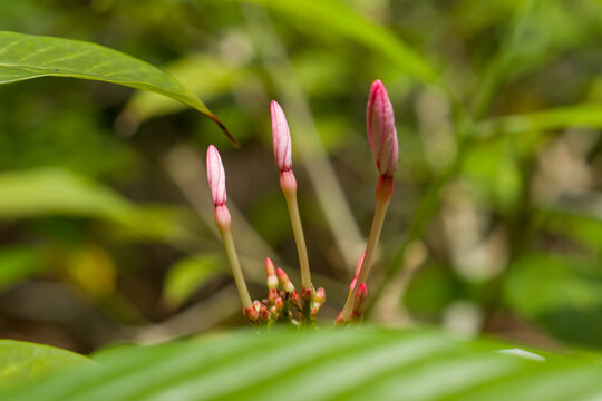 Pink buds stand tall on slender stems. Green leaves blur softly in background. Natural light highlights delicate plant structure. Fresh growth signals springtime renewal