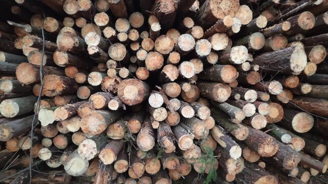 Pile of cut logs stacked horizontally, displaying various natural wood textures and cross-sections, indicating forestry industry and raw material for timber production.