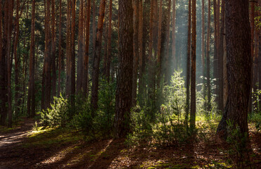 Fototapeta premium Morning in a pine forest. Sun rays play in the branches of trees.
