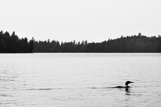 Common Loon on Upper Saranac Lake