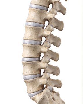Detailed 3D illustration of a healthy lumbar spine with realistic vertebrae L1 through L5 isolated on a white background for medical education.