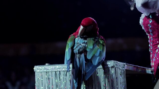 Colorful macaw parrot preening feathers on an illuminated glitter box during a vibrant circus performance, performer's hand near tropical bird, dark background, slow motion.