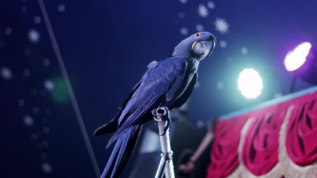 Blue parrot perched on stand during circus performance under bright stage lights against dark blue background with bokeh stars, capturing moment of animal show slow motion