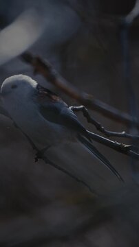 Wild Long-tailed Tit Aegithalos caudatus eating an insect on a branch