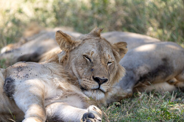 A young lion dozes among its resting pride mates. Masai Mara National Reserve Kenya. © TheStorygrapher
