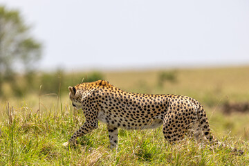 Fototapeta premium A cheetah walks in profile through grassland its slender spotted body. Masai Mara National Reserve Kenya.