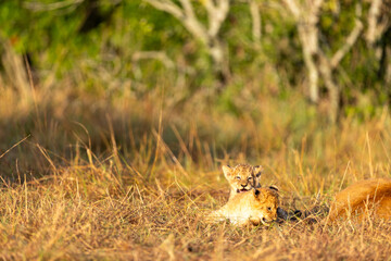 Two lion cubs rest together in golden grass at the edge of a thicket. Masai Mara National Reserve Kenya. © TheStorygrapher