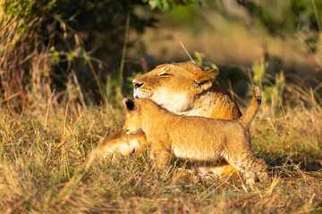 Lion cub clambering over its mother as the lioness lies resting. Masai Mara National Reserve Kenya. © TheStorygrapher