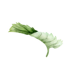 Watercolor Mint Leaf Back View Botanical Clipart © Cristina