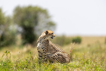 Cheetah sitting on a low grassy rise and looking back. Masai Mara National Reserve Kenya. © TheStorygrapher