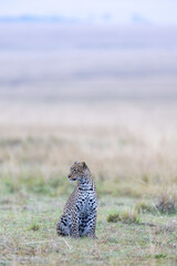 Leopard sits alone in the open on the vast plains in Kenya dwarfed. Masai Mara National Reserve Kenya. © TheStorygrapher