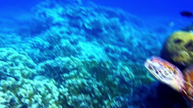 Extreme underwater close up of a sea turtle swimming above a tropical coral reef, highlighting shell texture and reef habitat with vibrant marine life in clear blue water.