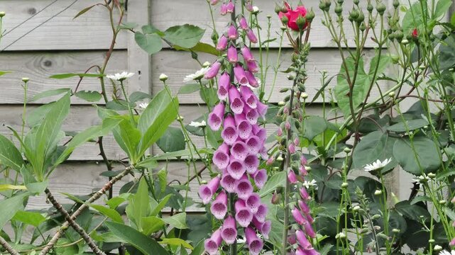 Summer garden with bumble bee visiting the foxglove flowers