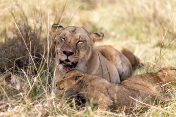 A lioness rests in dry grass with her cubs sprawled beside her blood. Masai Mara National Reserve Kenya. © TheStorygrapher