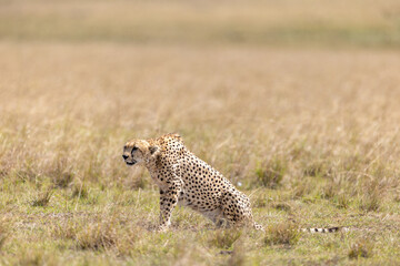 A cheetah sits in profile in open grassland scanning the plains. Masai Mara National Reserve Kenya. © TheStorygrapher