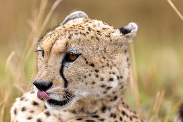 A cheetah licks its nose while resting in dry grass in a close. Masai Mara National Reserve Kenya. © TheStorygrapher
