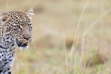 A leopard stares intently from the left of the frame. Masai Mara National Reserve Kenya. © TheStorygrapher