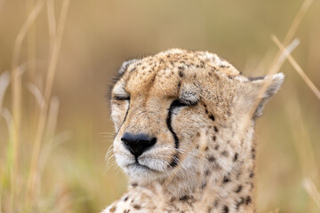 Cheetah rests with its eyes closed in dry grass its face lit. Masai Mara National Reserve Kenya. © TheStorygrapher