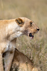 A lioness in profile stands over her cub in dry grassland. Masai Mara National Reserve Kenya. © TheStorygrapher
