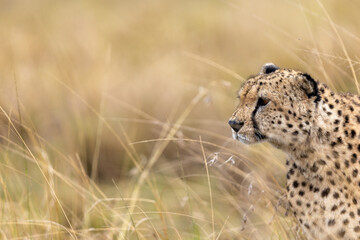 A cheetah lifts its head above wind-blown golden grass scanning. Masai Mara National Reserve Kenya. © TheStorygrapher