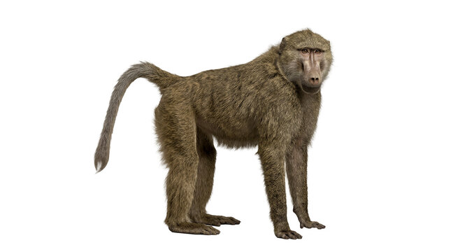 Adult baboon with brown fur is captured in a full body profile shot isolated on a neutral white background.