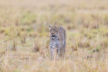 A leopard stands facing the camera in dry golden grassland. Masai Mara National Reserve Kenya. © TheStorygrapher