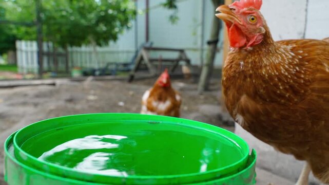 Brown hen drinking water from green drinker in farmyard close-up 