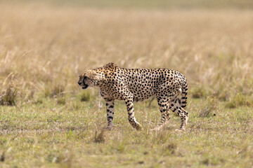 A cheetah walks in profile across the short grass plains. Masai Mara National Reserve Kenya. © TheStorygrapher