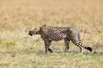 Cheetah with a blood-flecked face walks across dry short grass. Masai Mara National Reserve Kenya. © TheStorygrapher