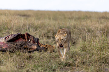 A lioness walks past a stripped carcass in dry grassland. Masai Mara National Reserve Kenya. © TheStorygrapher