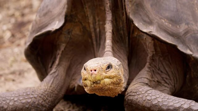 Close up of an ancient giant tortoise's head looking directly into the camera on galapagos islands
